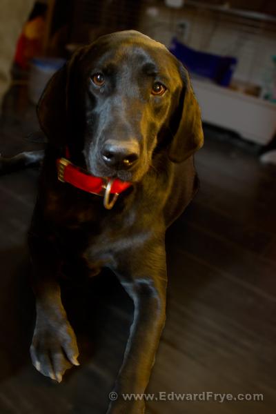 Buddy - my black Lab