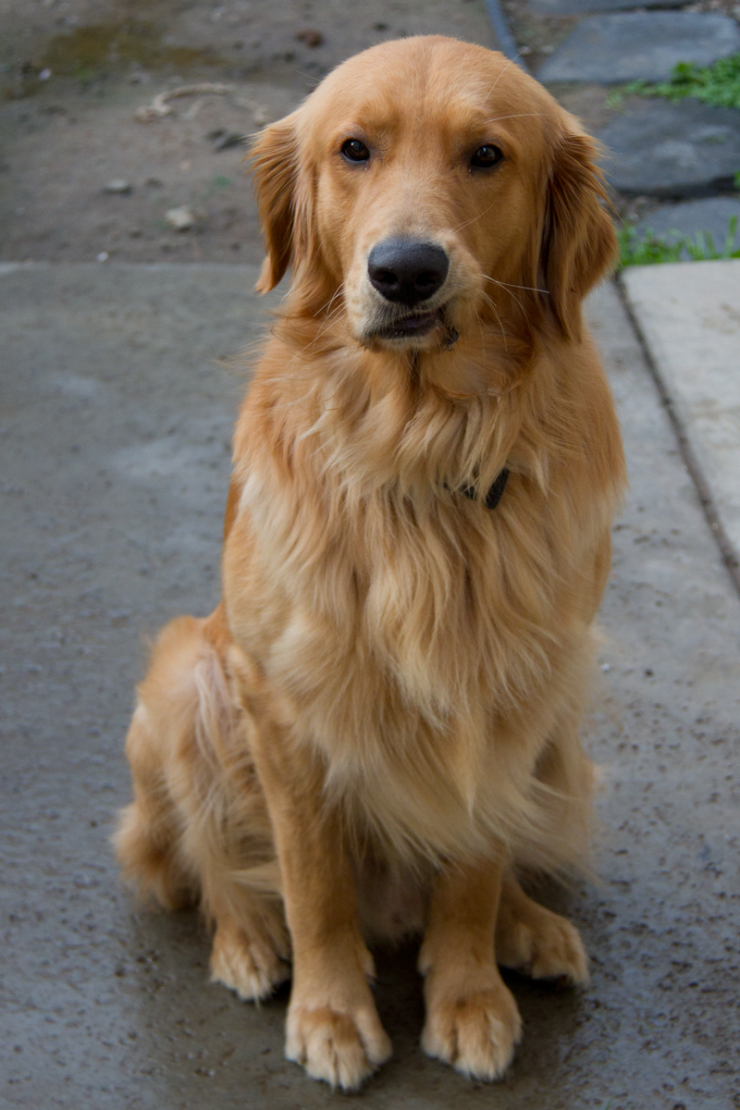 Charlie - Golden Retriever